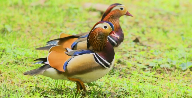 福原愛に不倫疑惑 離婚や危機に陥った おしどり夫婦 New Road